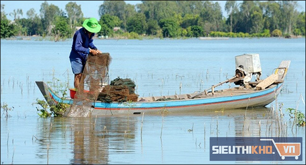 Hoạt động đánh bắt cá sặc tại Tây Nam Bộ